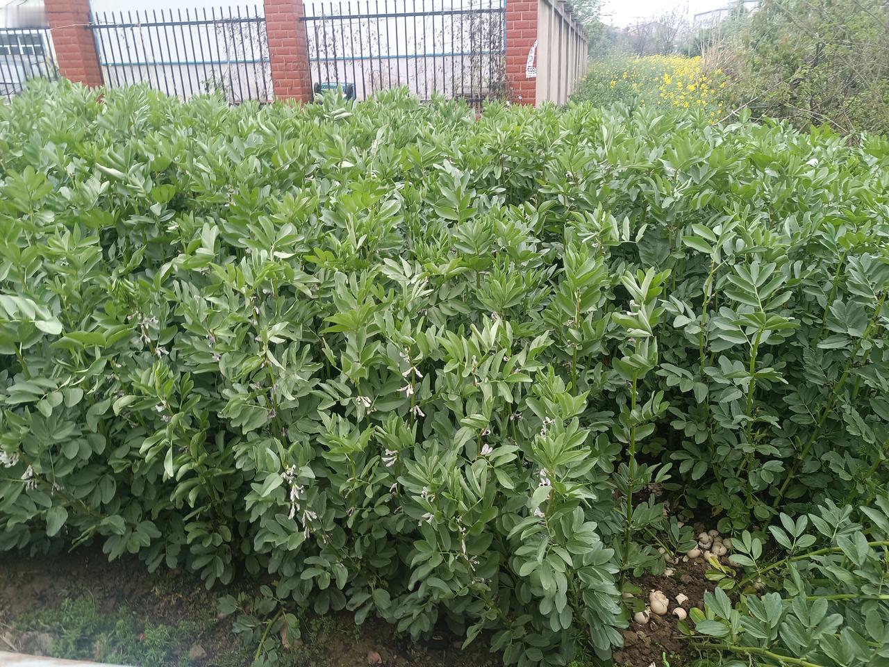 延缓老年认知退化需要采取综合性的干预措施，主要包括以下几个方面：

一、生活方式