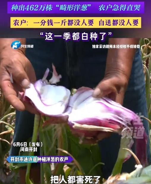 丧尽天良！6月6日报道，河南开封，农户们本指望能有个好收成，结果地里长出来462