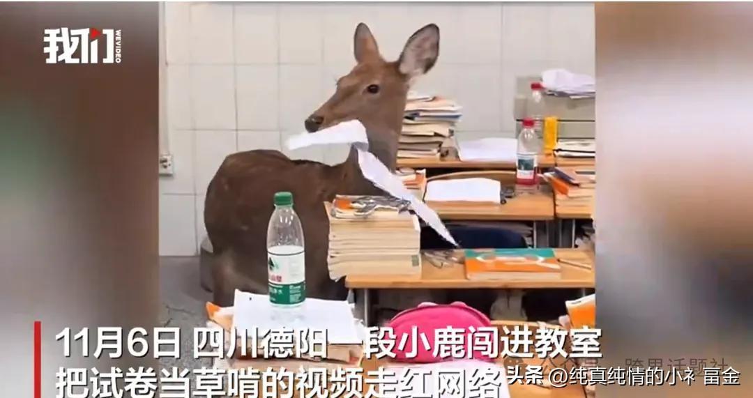 四川德阳一学校饲养的小鹿，晚自习时闯入5楼教室，把学生试卷当食物啃咬，学生纷纷记