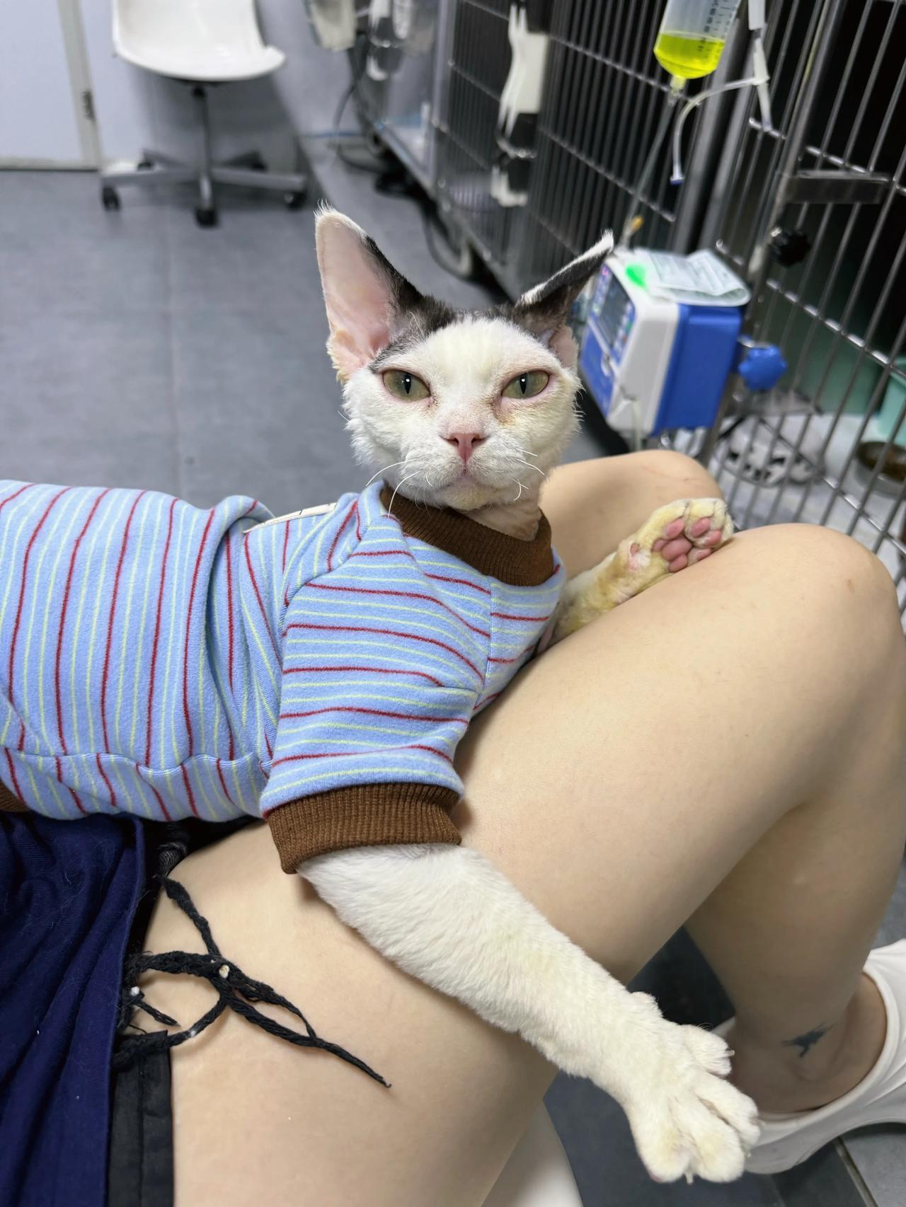 老师要回家啦，小宝宝们要乖，要听姐姐们的话哦～
#萌宠# #猫咪#