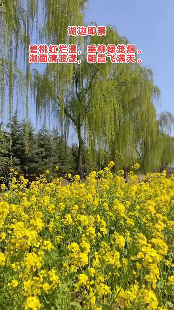 湖边即景。
碧桃红烂漫，垂柳绿笼烟。湖面清波漾，朝霞飞满天。