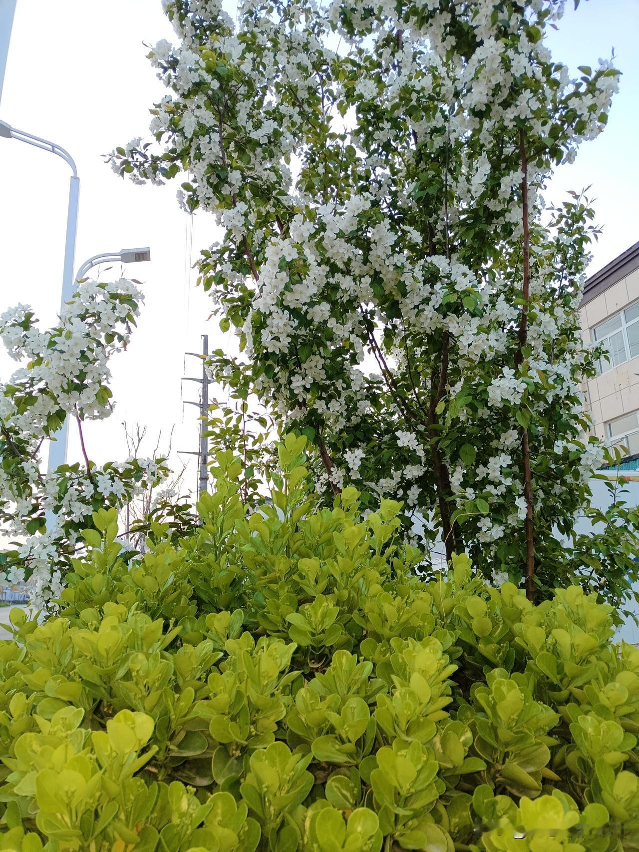 咏白海棠
 
晴日风轻满树霜，冰肌玉骨自含香。
不随桃杏争春色，独抱清寒立晨光。