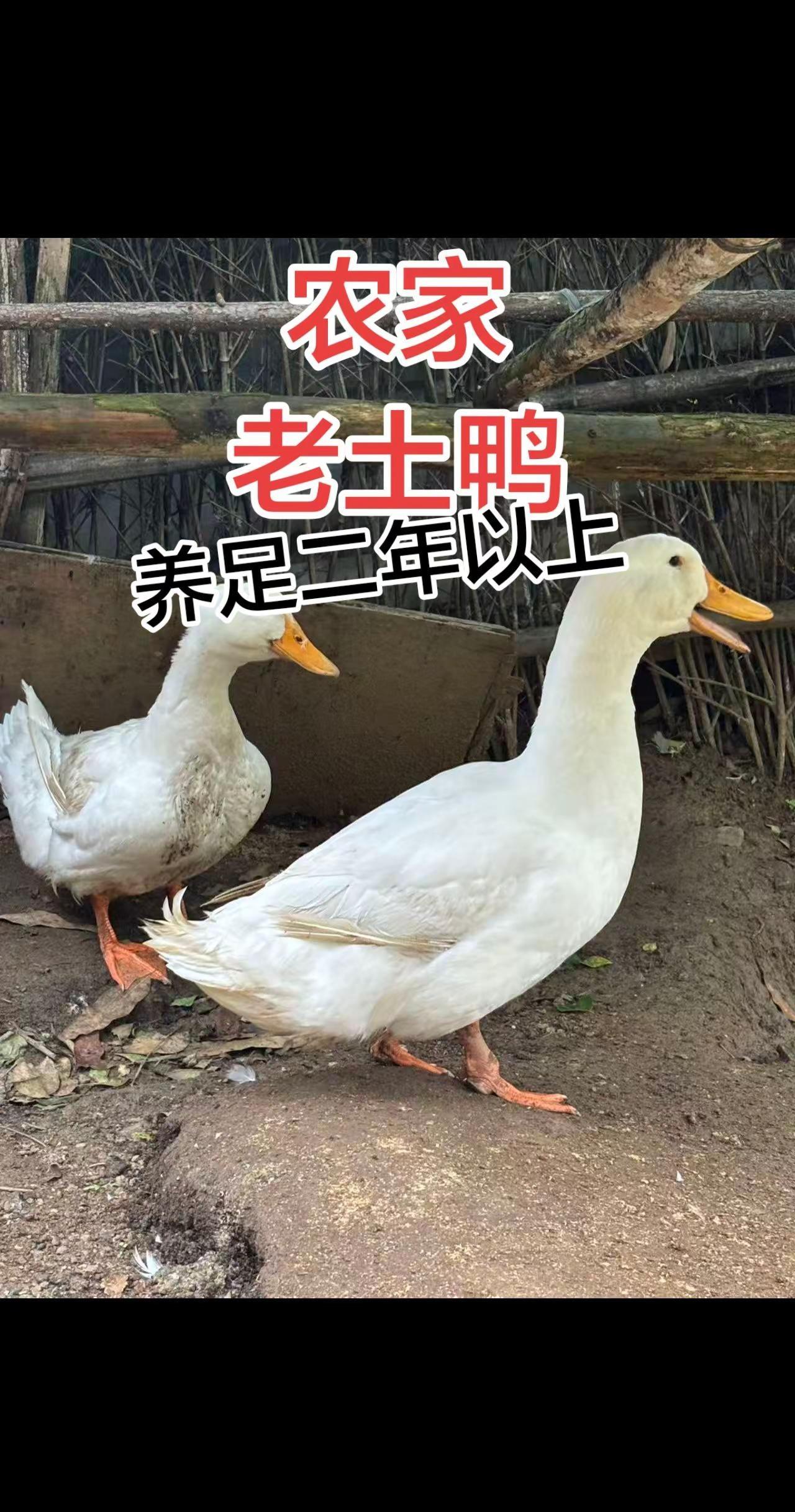 土鸭土鸡土鸭土货广州高端食材我要上热门@生活服务热点中心