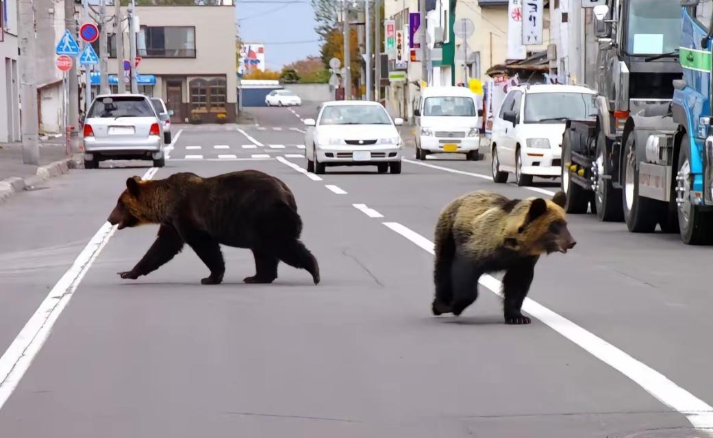 [浮云]年年熊灾年年拖！熊从 “咬人” 变 “吃人”

今年日本的熊灾彻底刷新了
