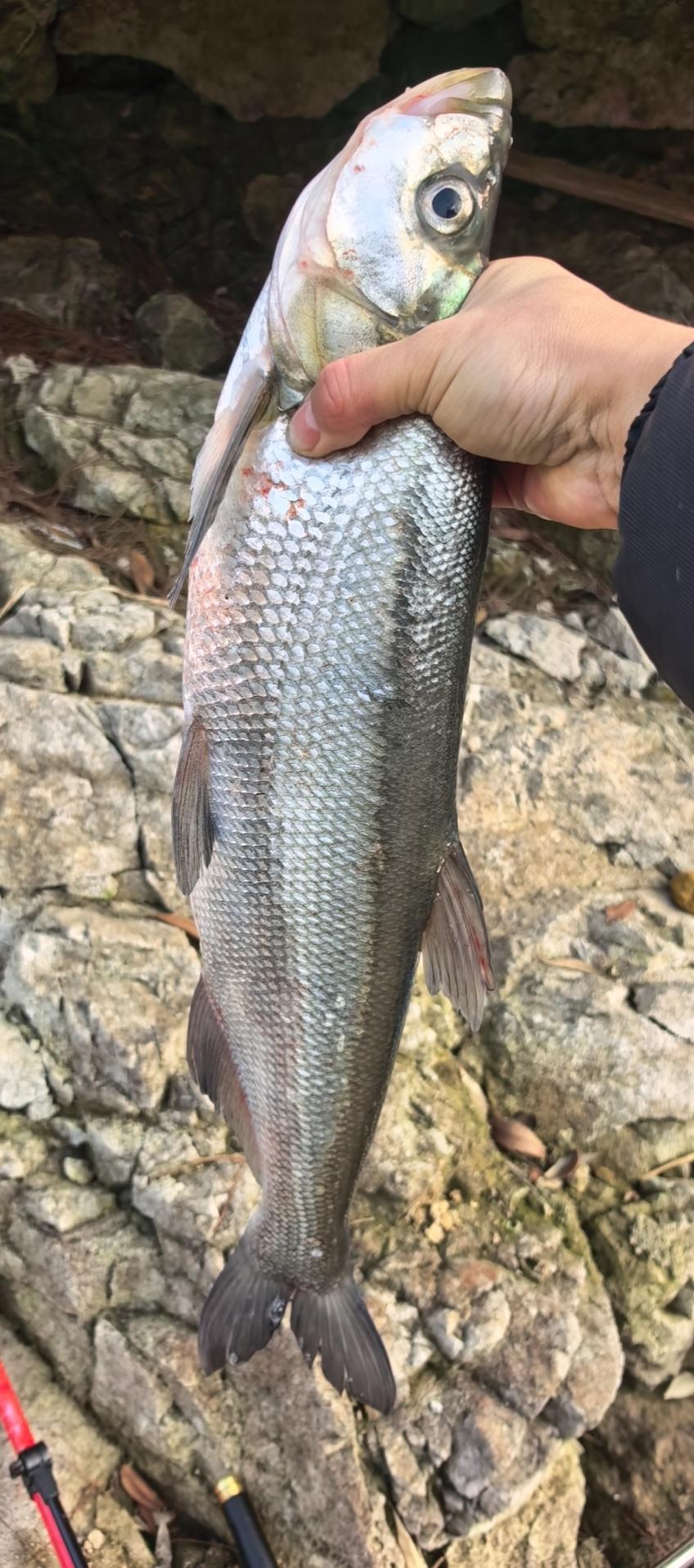 新年收获！独守钓鱼台！