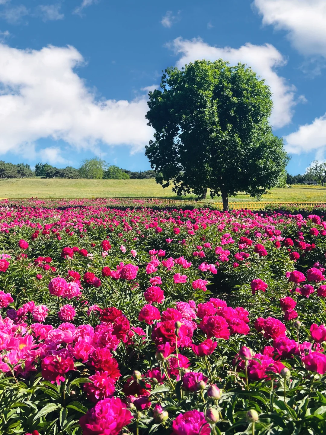 5.7实况❗园明圆芍药花海上线🌸本周必冲~