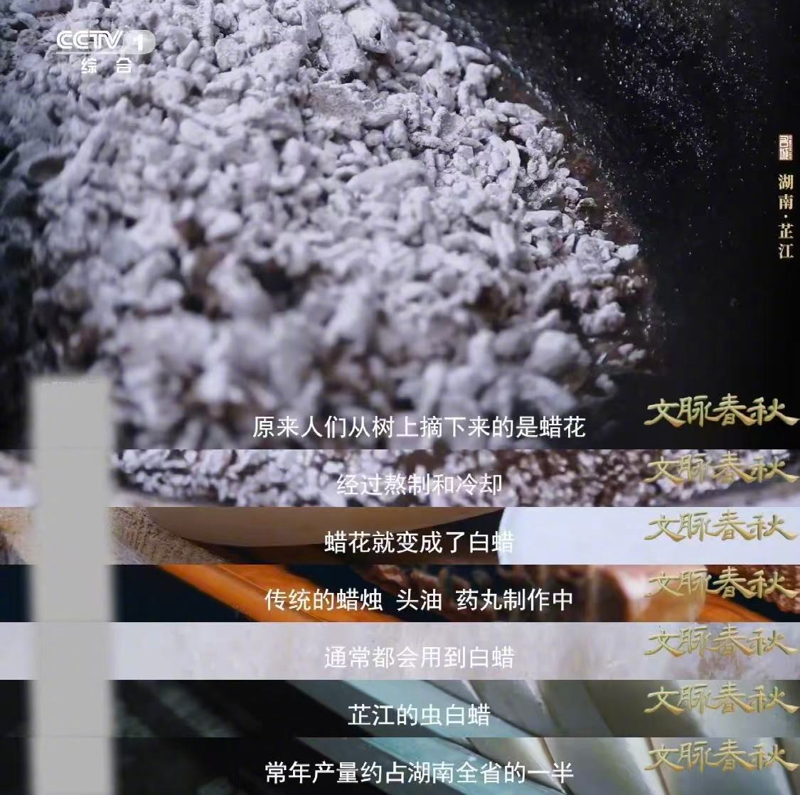 盛夏山林里的白色枝条是啥 “蜡”字为什么是虫字旁？答案在芷江。盛夏，白蜡虫在树枝
