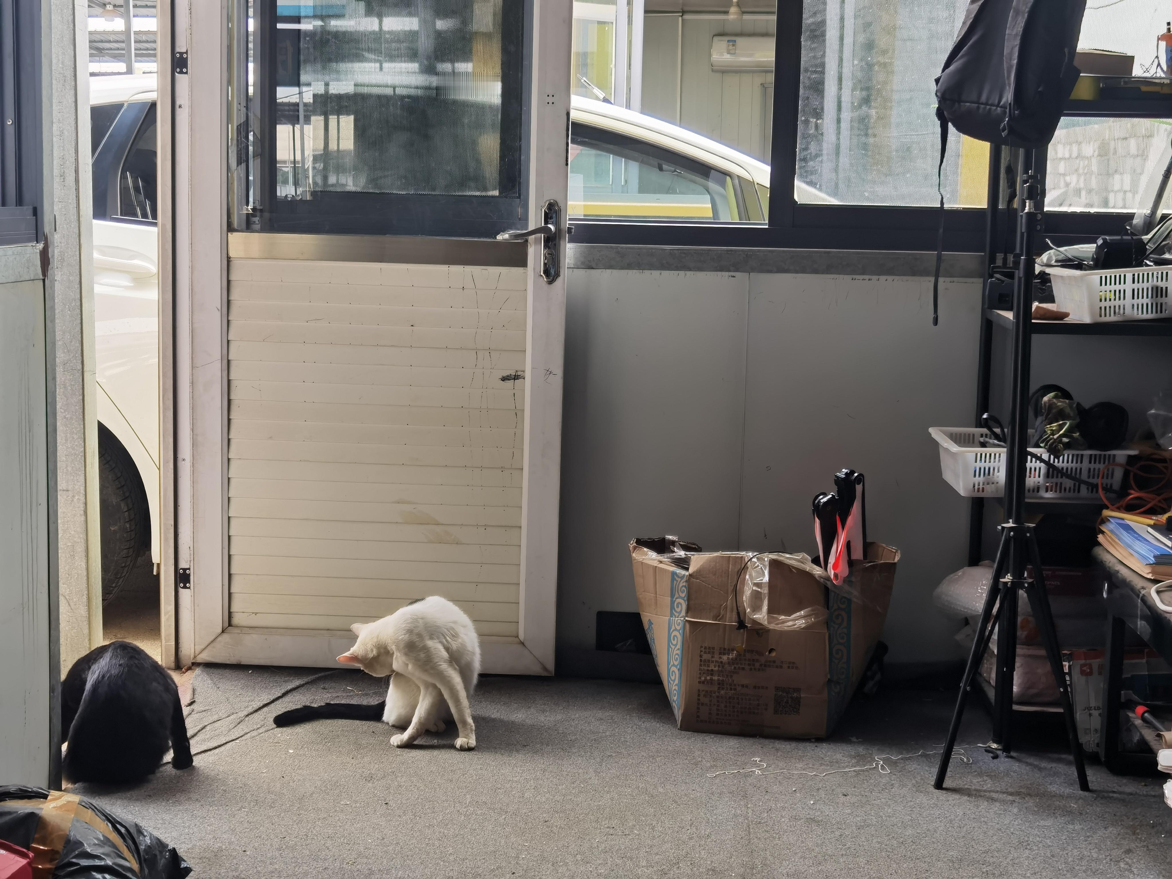 哼哈二将 坐等猫粮不给吃的，就不出去想吃猫粮，总得表演个节目  ​​​