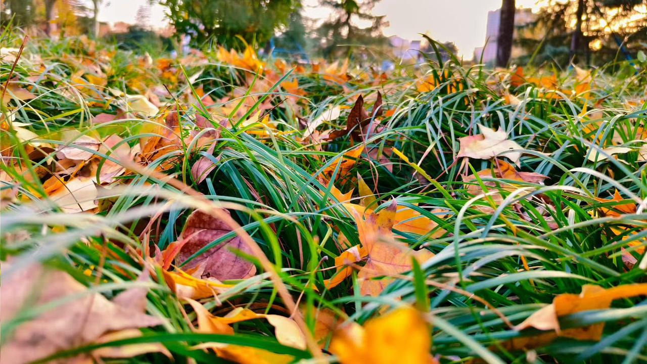 秋天的色彩，宛如大自然打翻调色盘绘就的杰作。
      深秋之际，树叶换上暖黄