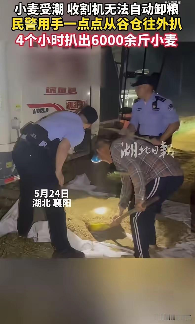 留守老人蹲在地头犯愁，收割机进不去地角麦子收不回来，派出所所长二话没说蹲下就开始
