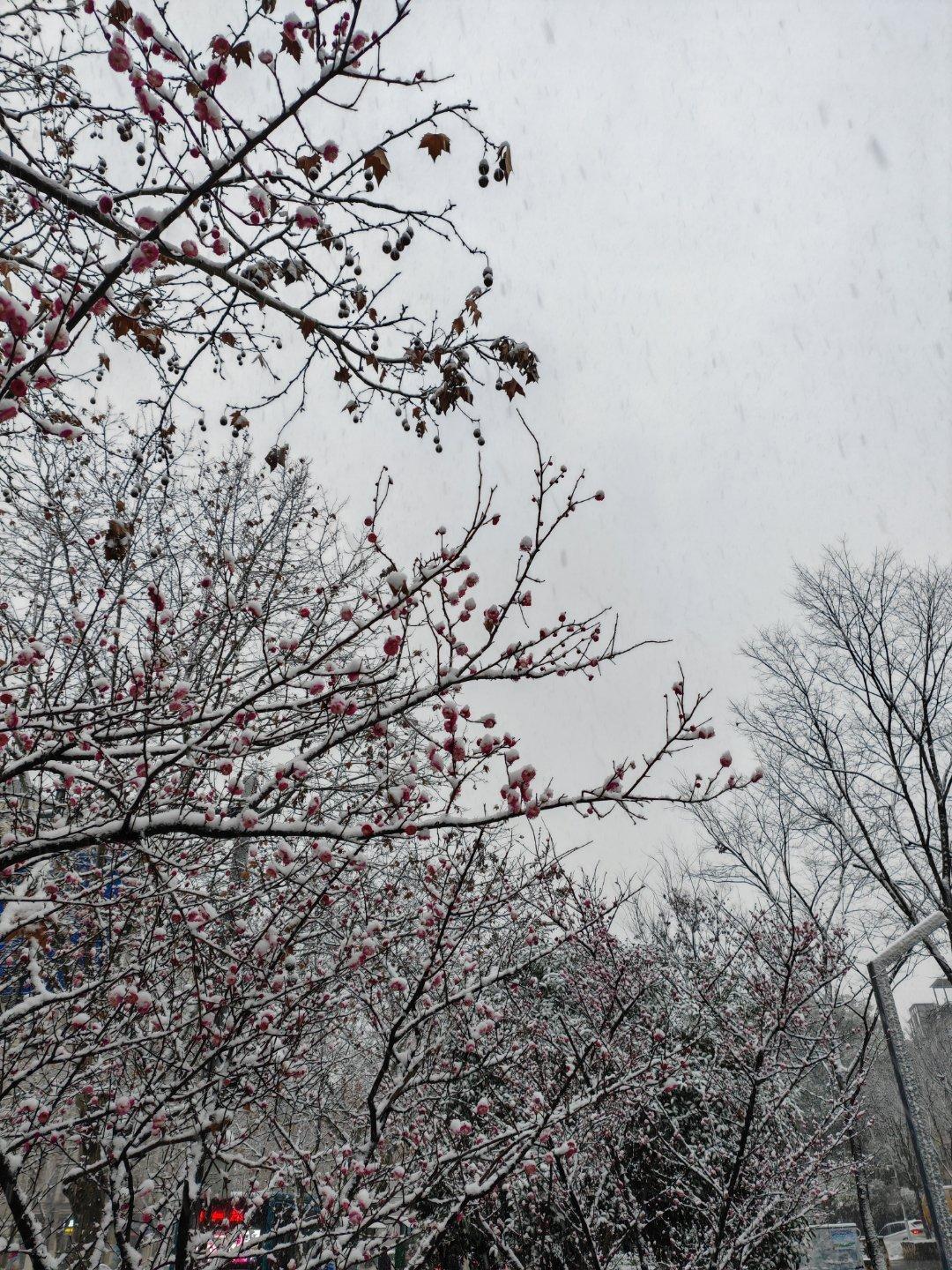 金华今天下雪啦，亮嫂嫌弃我不在没人陪她打雪仗，说要一拳捶死我[允悲]