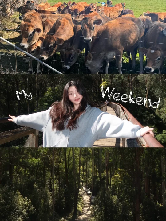 Melbourne Plog⛰️it's My Weekend