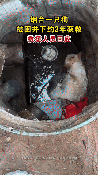 太暖心了，山东，一只流浪狗不小心掉进了一口废弃井里，被困整整3年，周围村民一直没