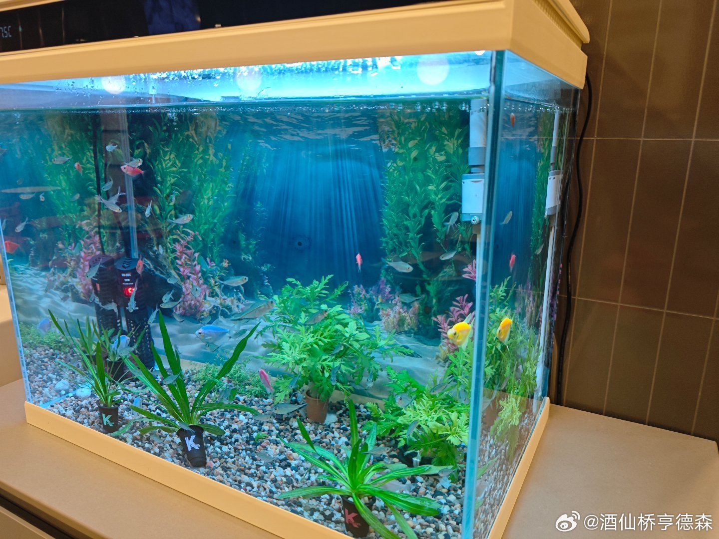 一家有水族箱的肯德基 