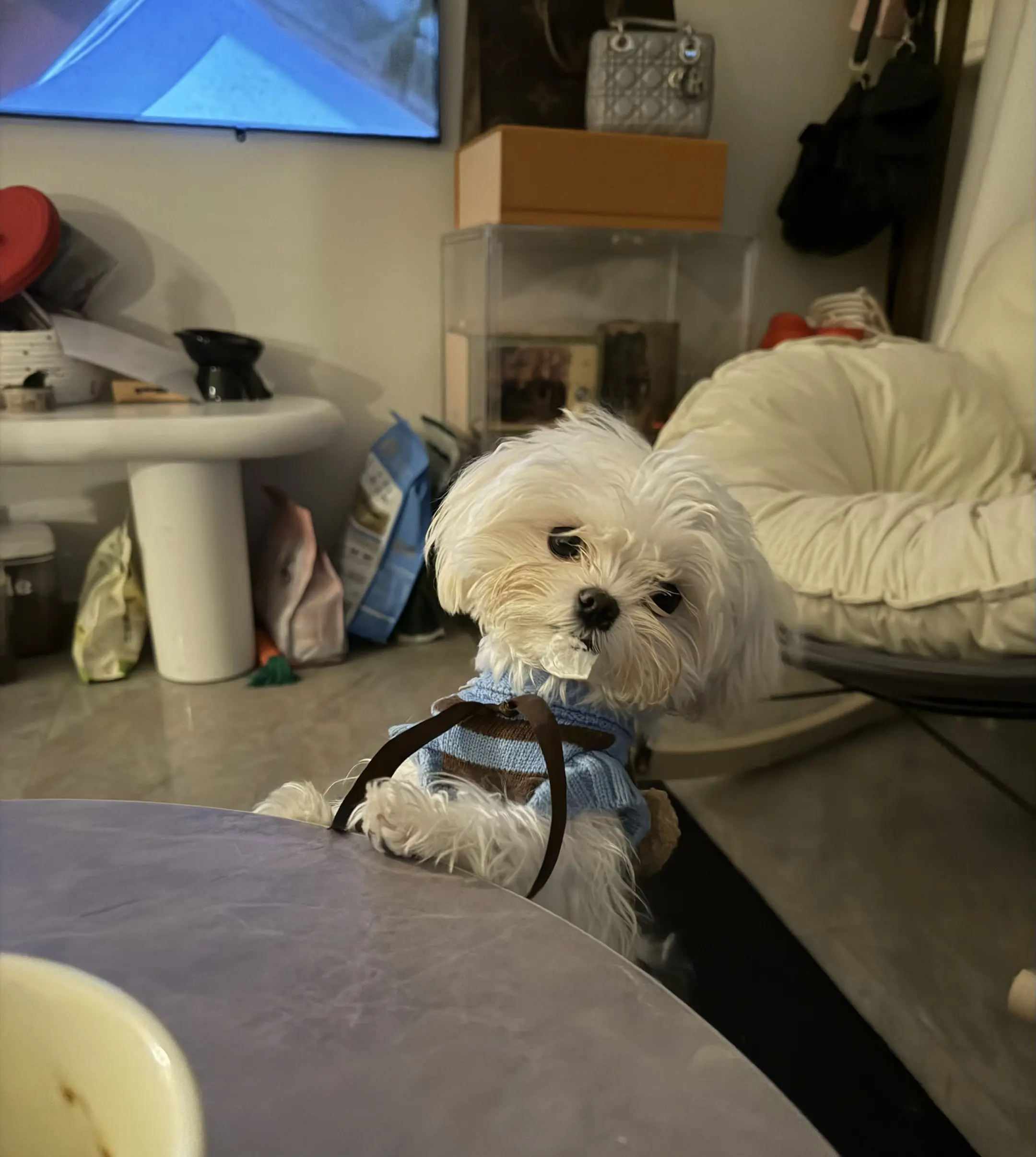 揭阳动物保护