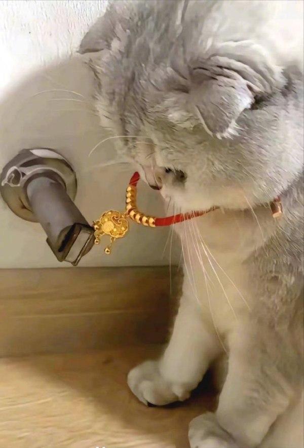 
#猫咪一刻#
分享一波猫咪趣图。
调剂一下乏味的生活。