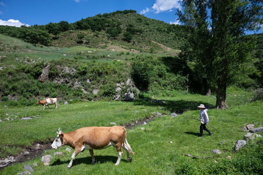 中国现在是全球最大的牛肉进口国，进口量遥遥领先于其他国家，2025年购买了阿根廷