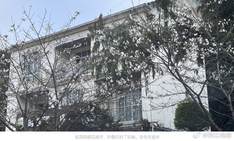 #杭州这个十月简直百花齐放#【樱花、梅花、荷花、桂花、菊花、玉兰花、桃花同开在十