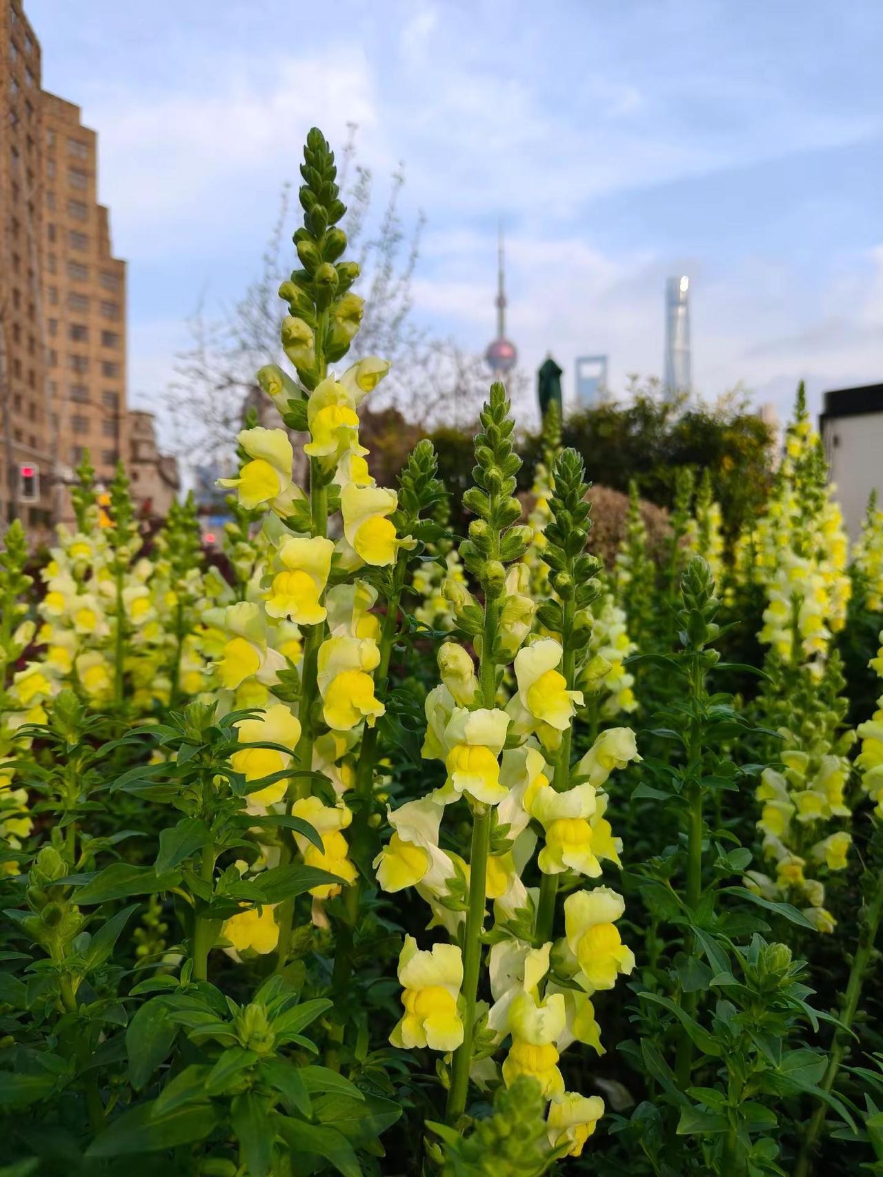 用一张照片证明你花友 随拍风景交换一张你随手拍的风景😎 用镜头捕捉春天 我用摄