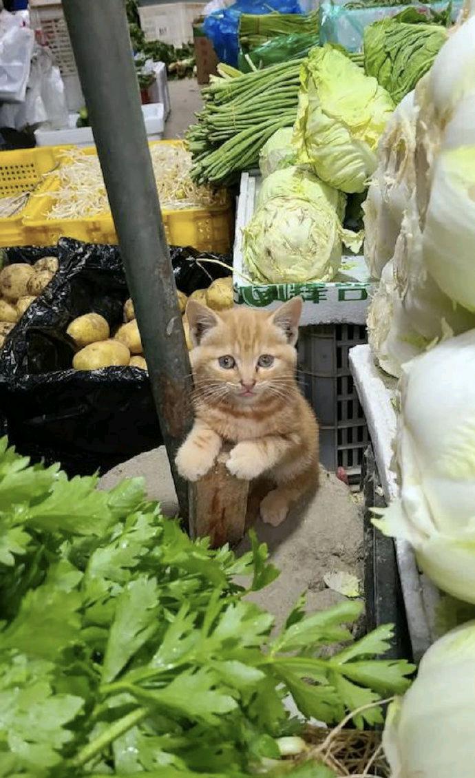 一位大妈见人在路边宰猫，实在于心不忍，便用卖菜的钱买下了这只猫，不料，一年后，大