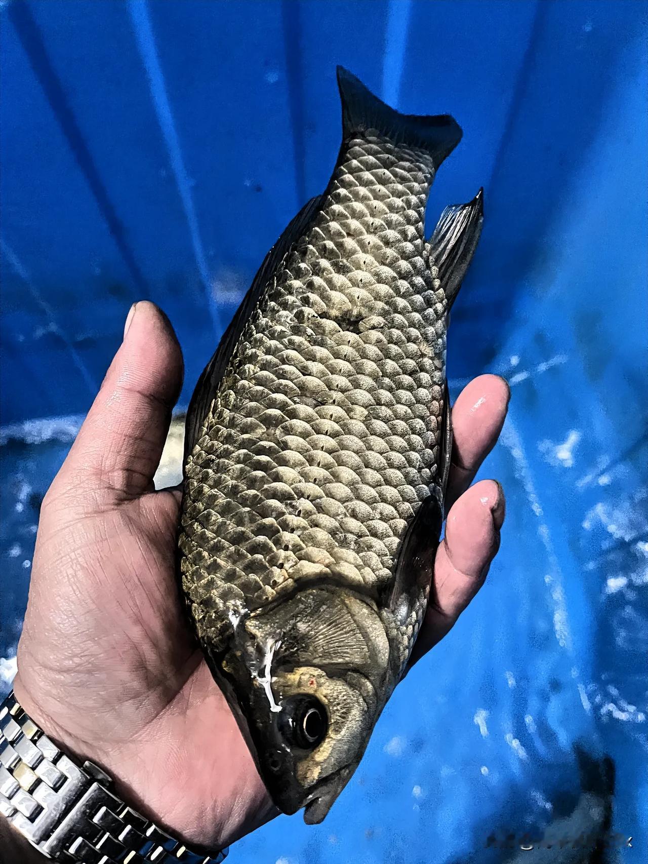 分享一张钓的鱼的照片风大雨大搞了一条野生大鲫鱼。