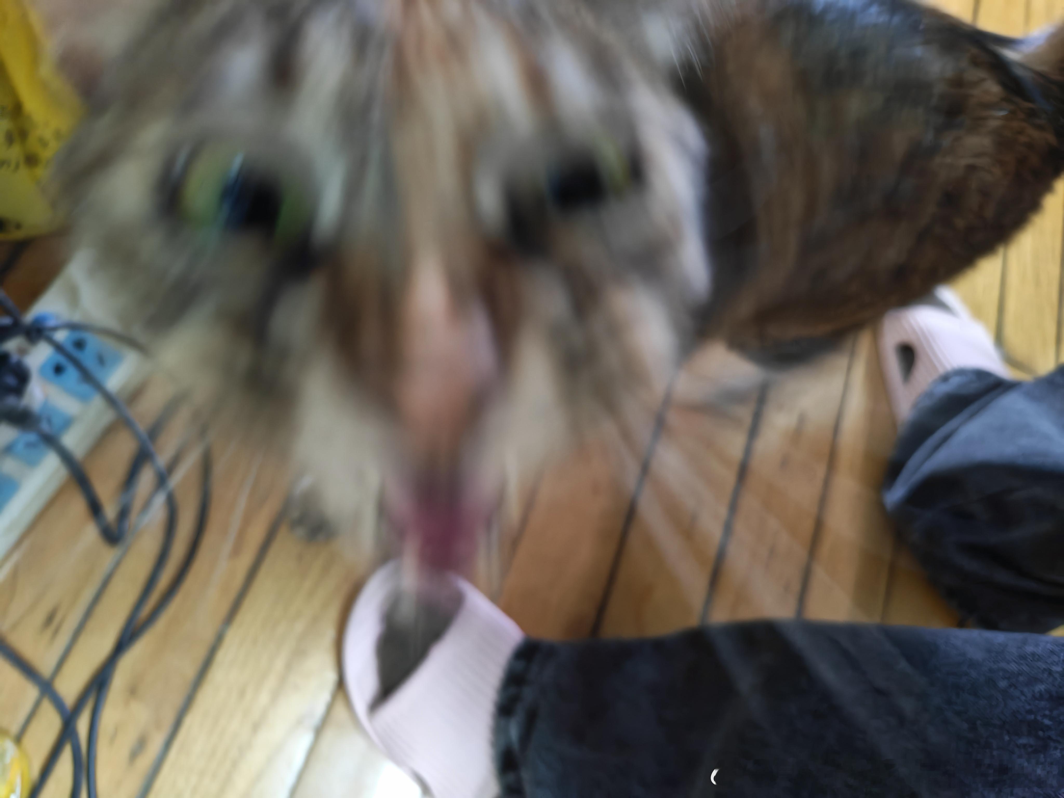 49998【丑猫】视觉冲击力极强 