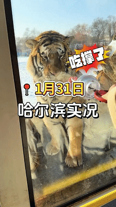 万万没想到，现在东北最需要居然是老虎！近日哈尔滨，女子跟家人一起去虎林园游玩，想
