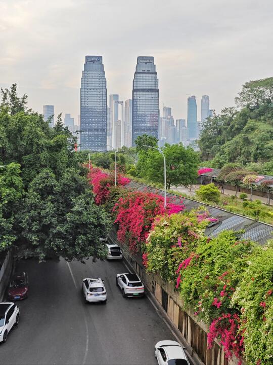 重庆一起去看三角梅🙋🏻‍♂️