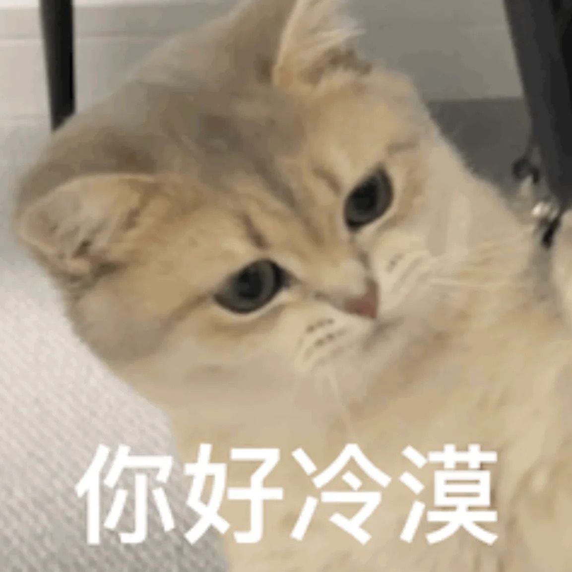 猫猫：你再这样我就不和你天下第一好了[doge]#猫 化好妆又要丢下我出门# ​