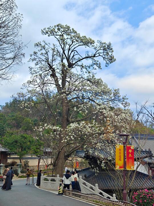 径山寺玉兰花开