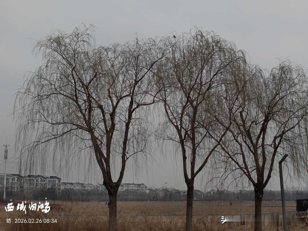 分享一张最近随手拍的照片26日，东营的天空阴沉沉的，只是在这种阴沉中多了一些潮湿