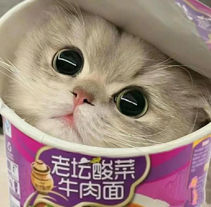 猫猫头像 真的会爱死小猫#头像# ​​​