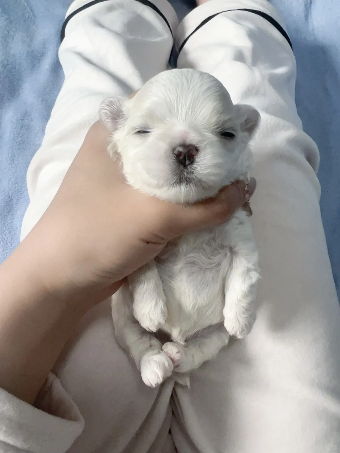 小马宝宝们睁眼睛了～