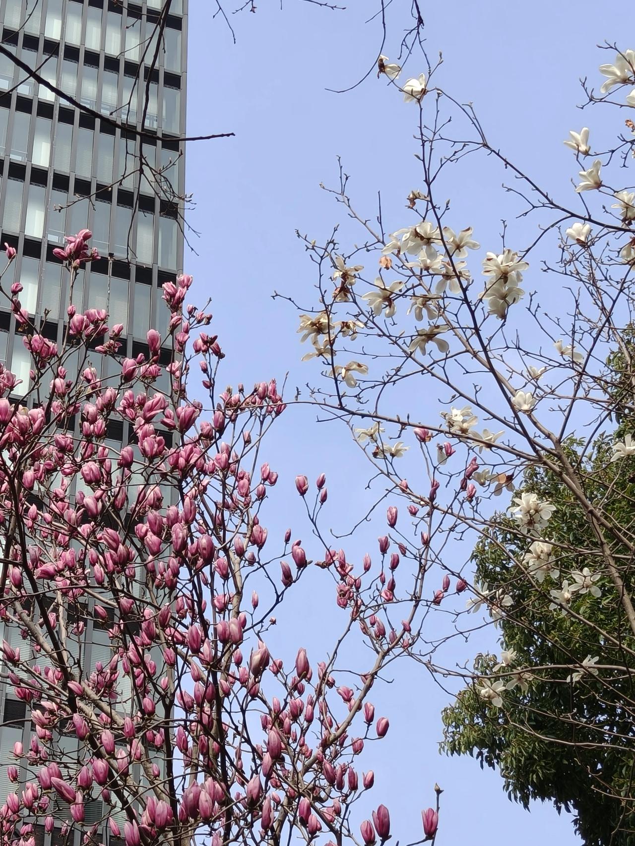 今日双节｜龙抬头遇上春分：抬头皆祥瑞，平分是春光

今日，二月二恰逢春分，是龙抬