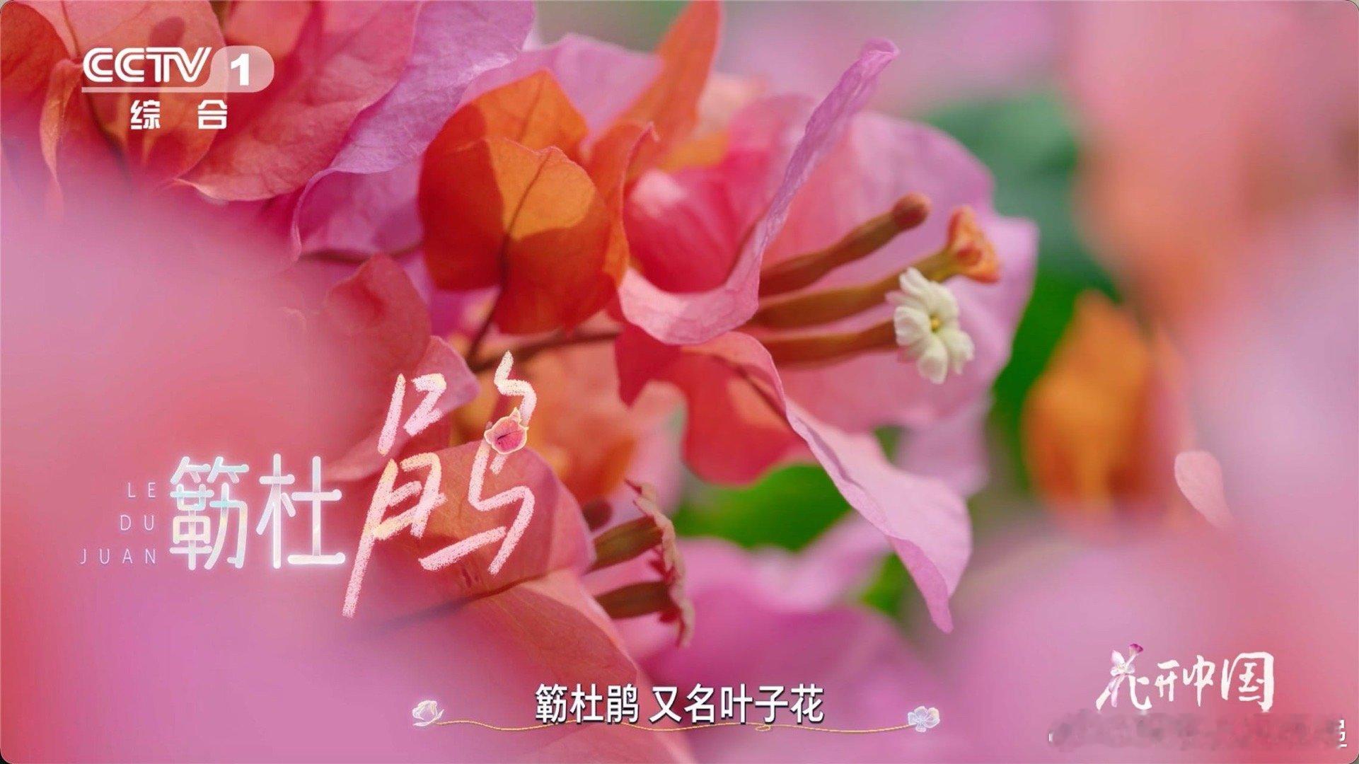 以为是花其实是五颜六色的叶子从刺里开出的花 三角梅的花语大概就是“热情”吧！它总