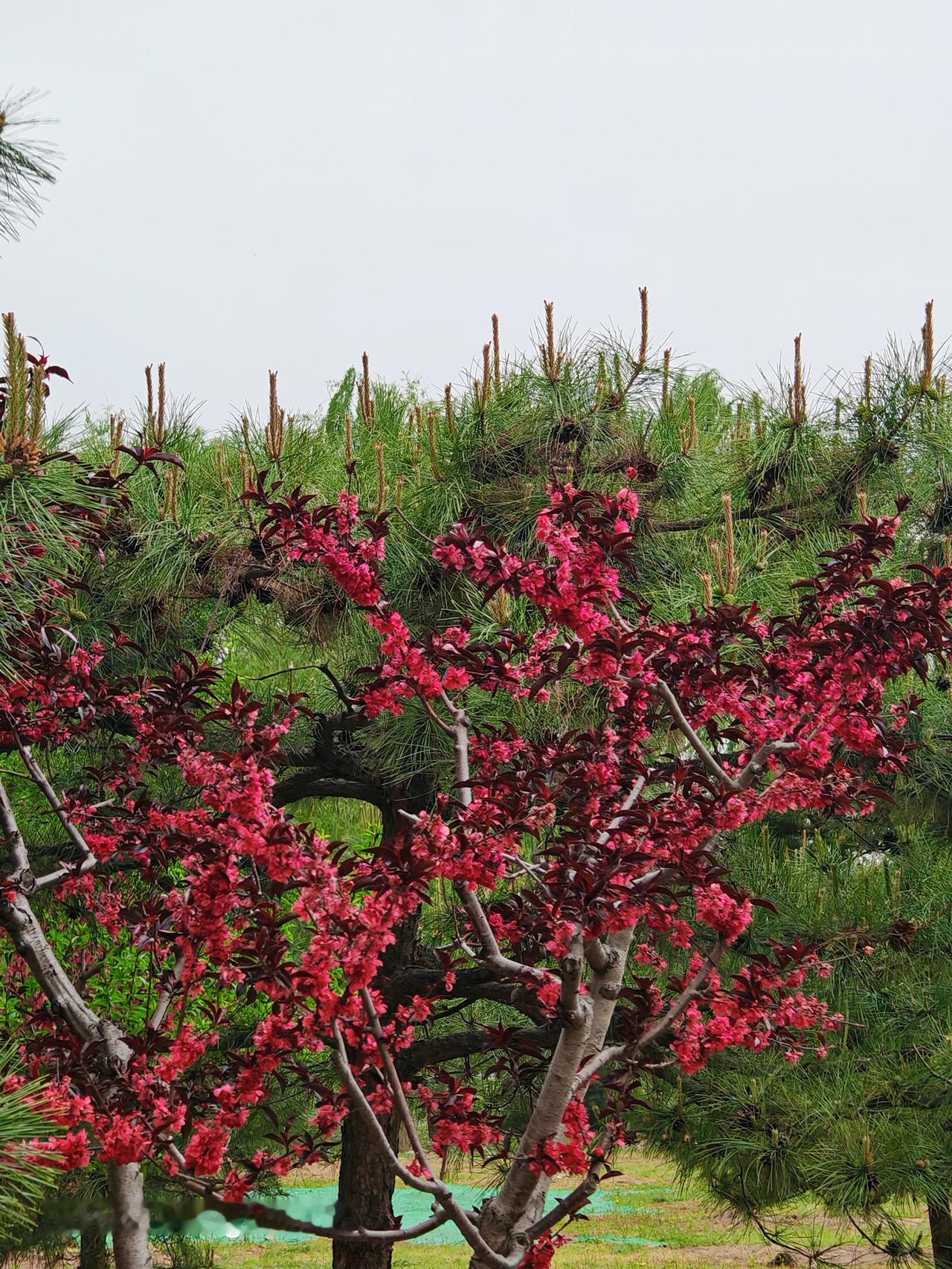 随手拍公园的花草路边随手一拍