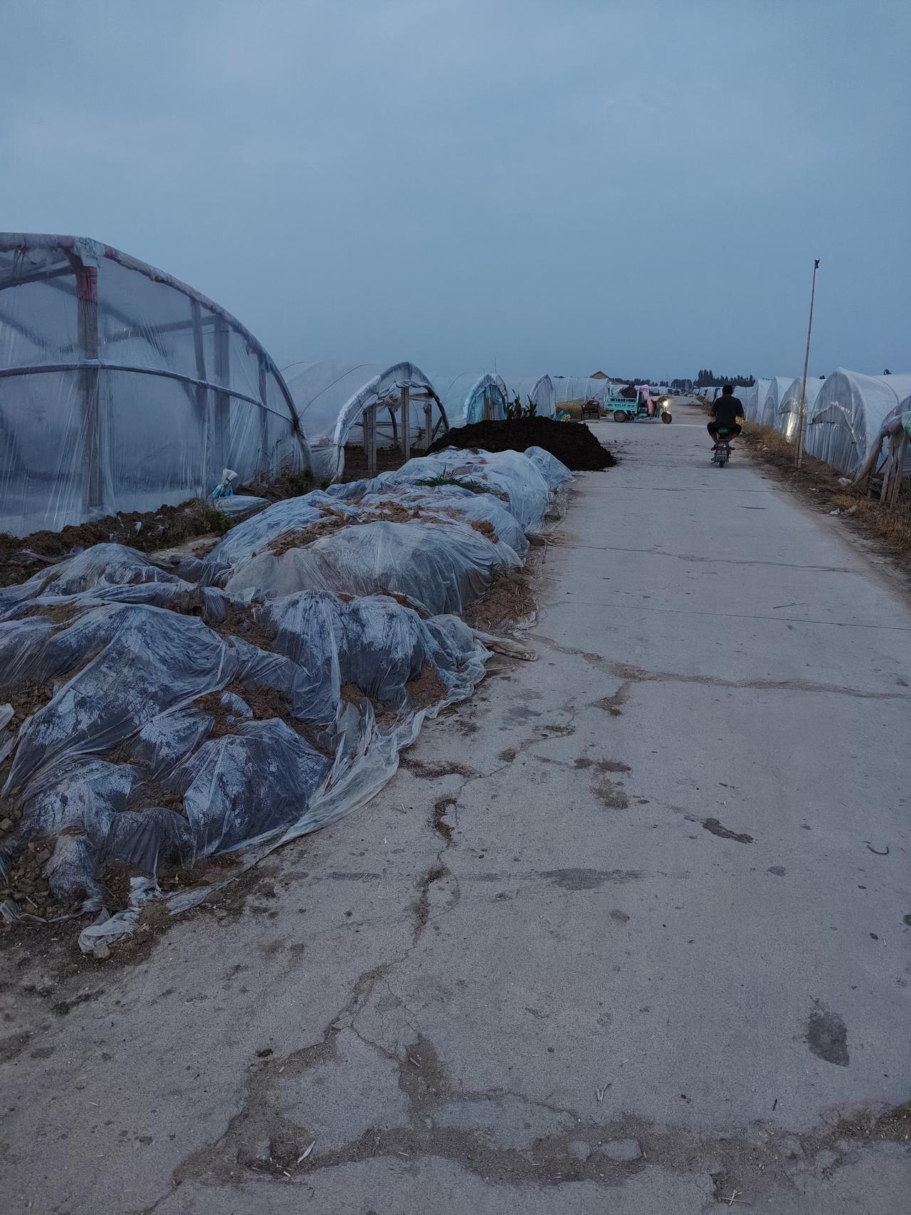 现在正值麦收大忙季节，今年天气不稳定、阴雨较多，咱们小麦收割、晾晒时间非常紧张、