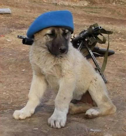 狗是活的艺术品