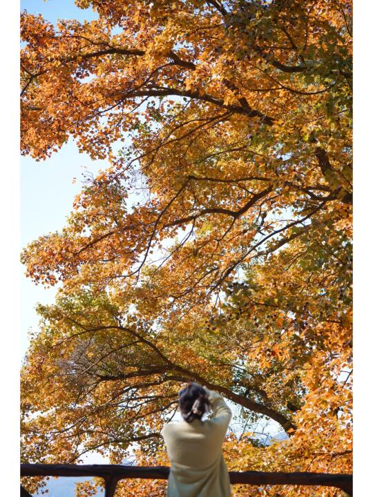 免门票💥live图！石门枫叶红了❗看完这篇再冲