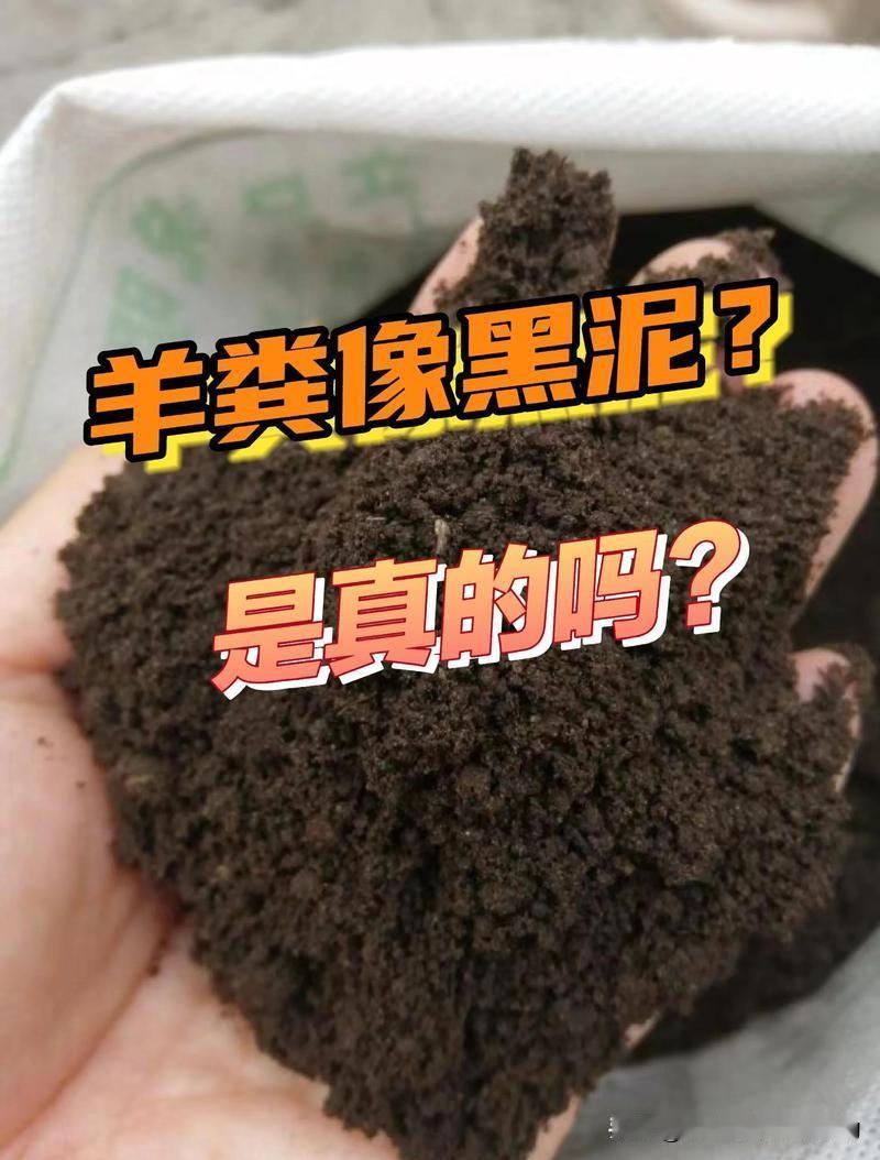 真假羊粪怎样鉴别
 
教大家几招实用鉴别法，一看就会。
 
1.真羊粪呈黑褐色颗