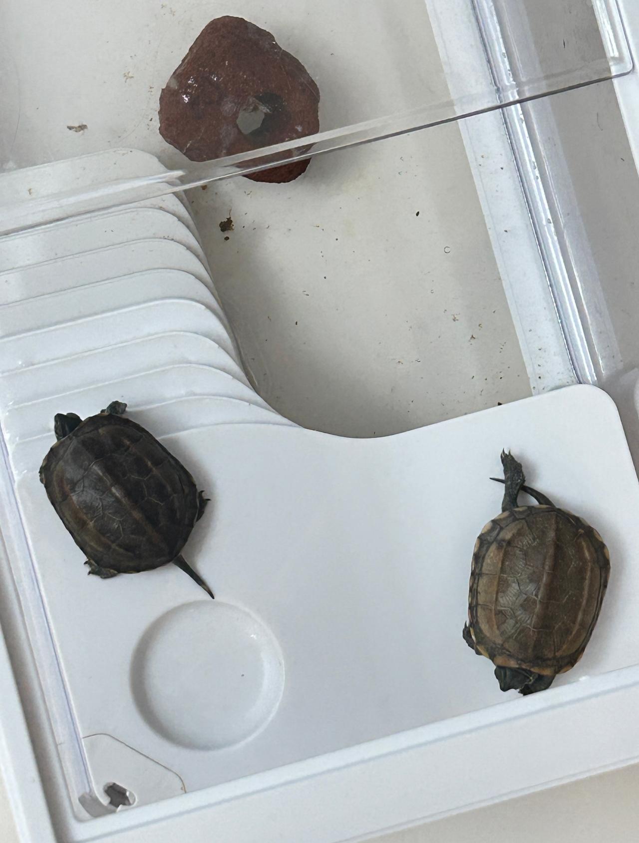 请问有人会判断乌龟的性别吗？家里两只小乌龟，没事就叠一起，感觉有点诡异。 ​​​