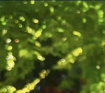 阳光信用[超话]阳光信用 💐

看淡世事沧桑，内心安然无恙。走过坎坷，才知平安