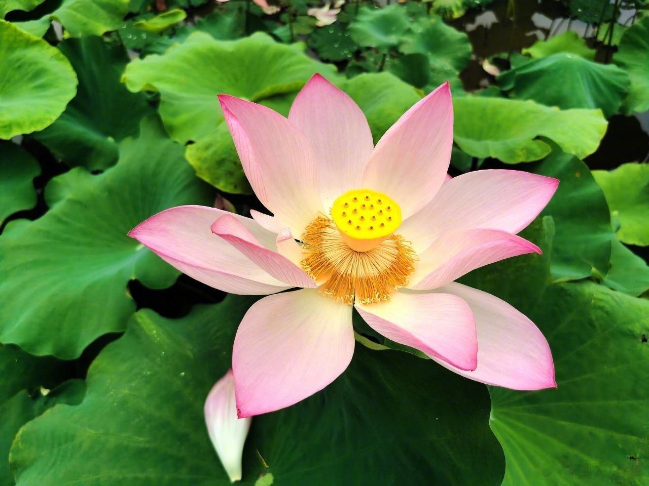 他出生在中国浙江，从小是个人人喜爱的宝宝，只最近他患了感冒，发烧。父母可以在网上