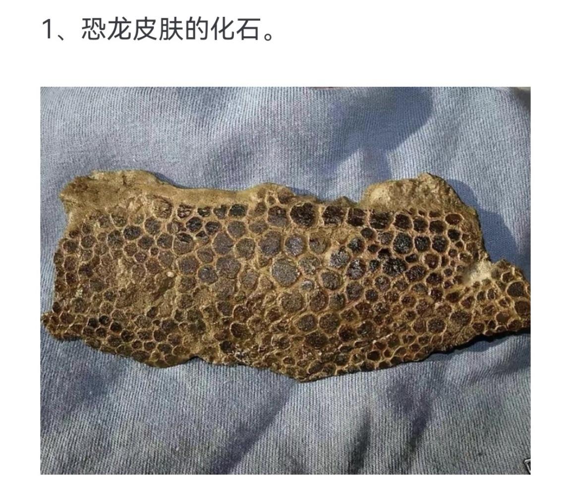 恐龙皮肤的化石