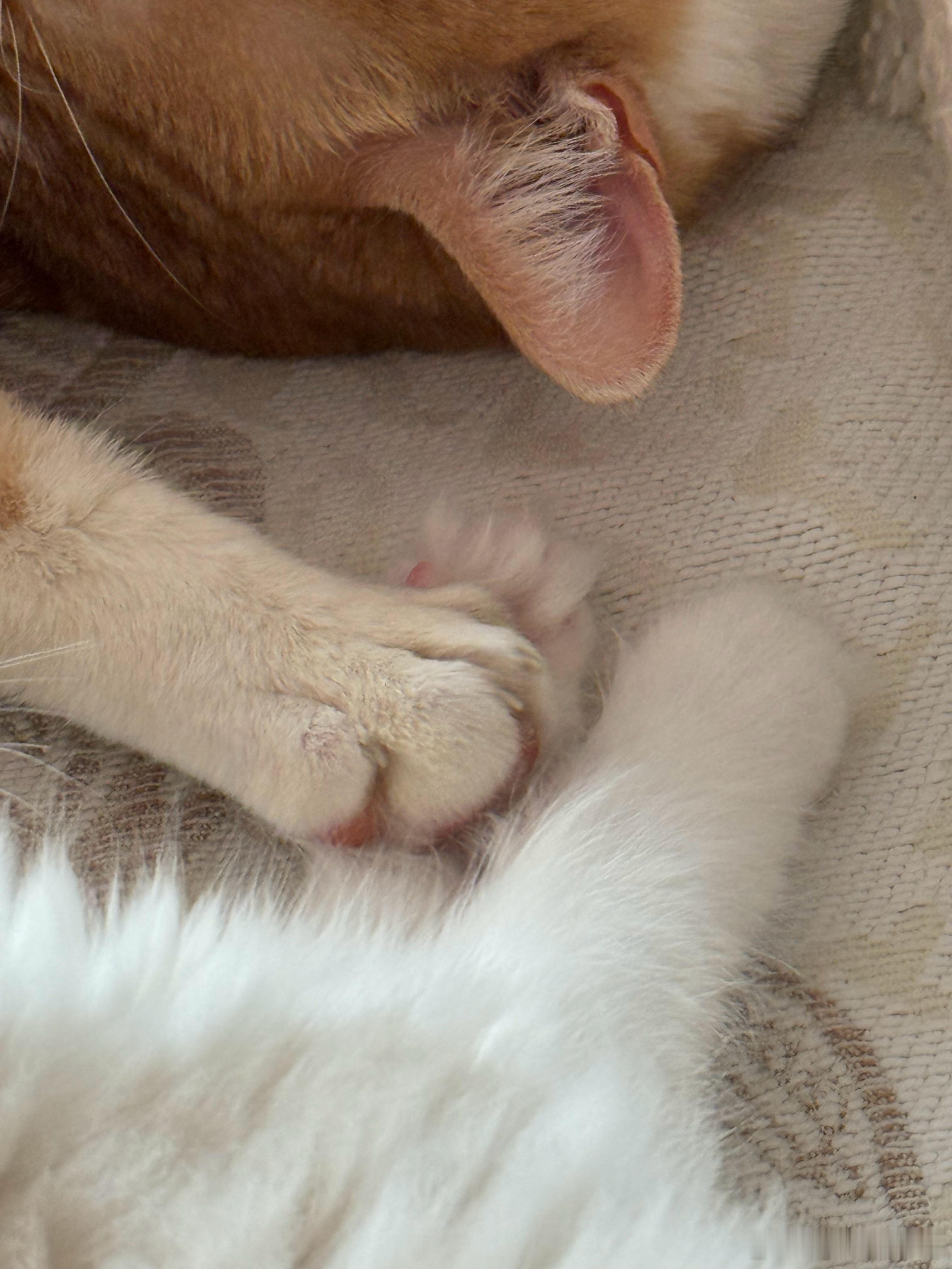 小猫的爪子居然可以拧螺丝这事儿如果可行的话，这就给我家这俩活爹送厂子里去。天天啥