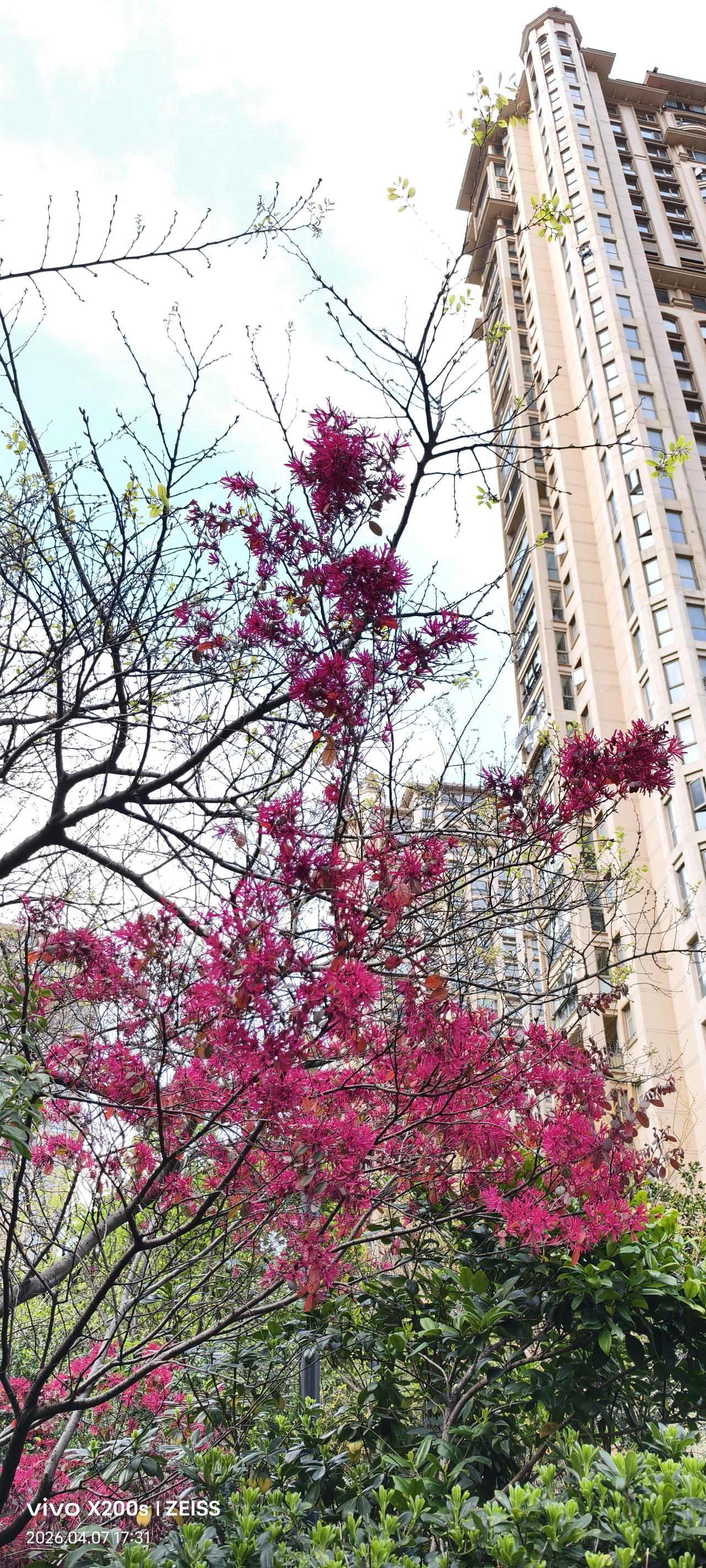 刚搬到南通一个半月，就已经彻底爱上这里了。

我住的小区，真的担得起“花园小区”