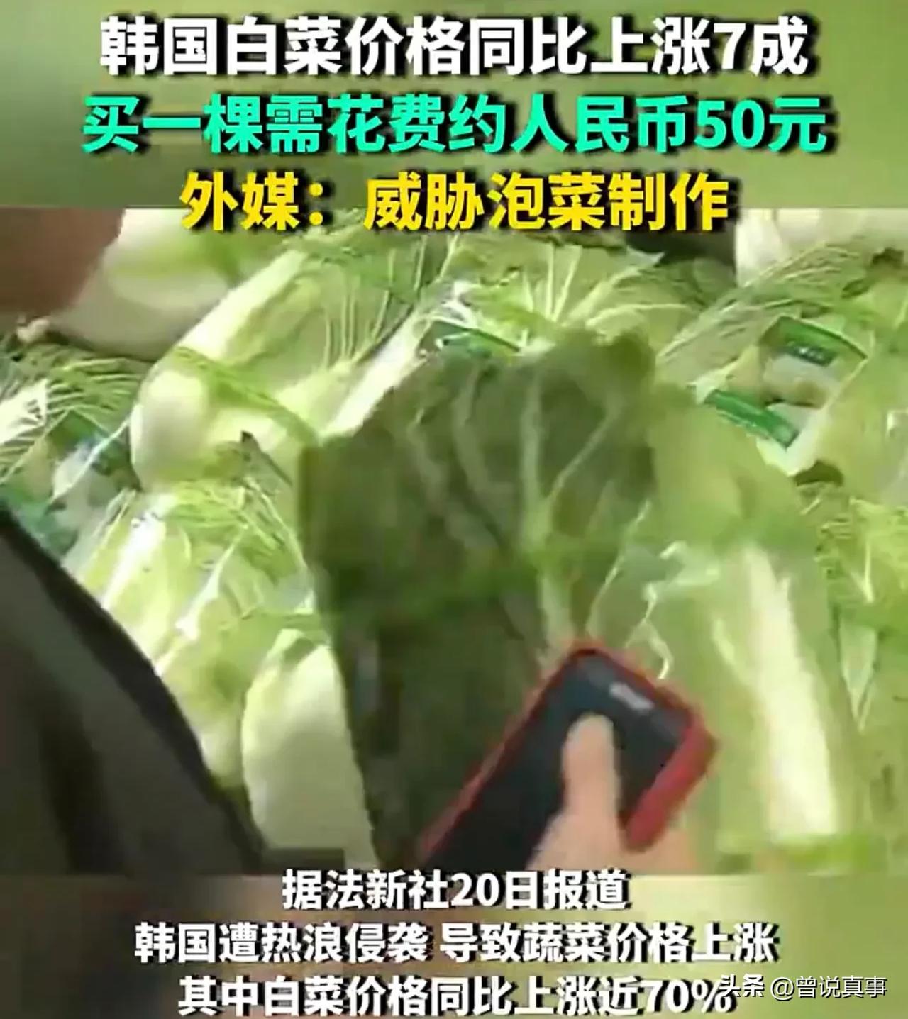 一颗白菜50块人民币！韩国不但吃西瓜肉疼，最爱的泡菜也将难以进入寻常百姓家！
来