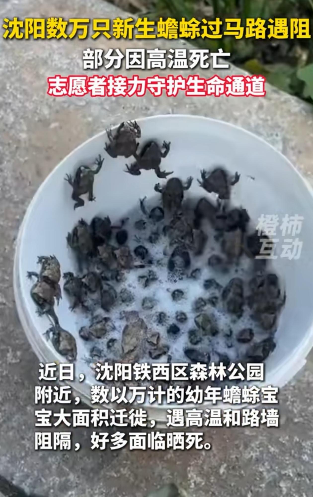 积大德了！辽宁沈阳，一群蟾蜍宝宝从公路上迁徙，被挡住了路，有的被车压死了，也有的
