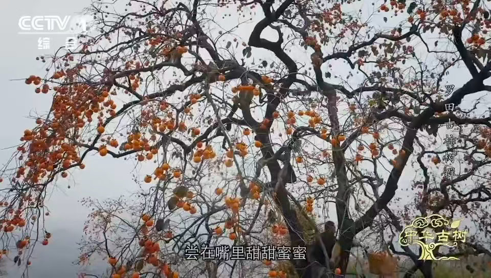 中国少数能现摘现吃的宝藏甜柿柿子界的省心天花板 中国1000种柿子，只有它敢说：