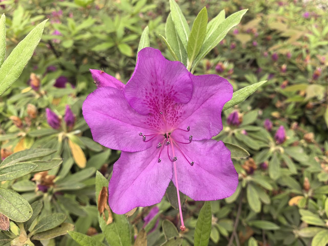 古城襄阳杜鹃静静地绽放

春风拂过，杜鹃便燃了一山。红若霞，粉似云，不与群芳争艳